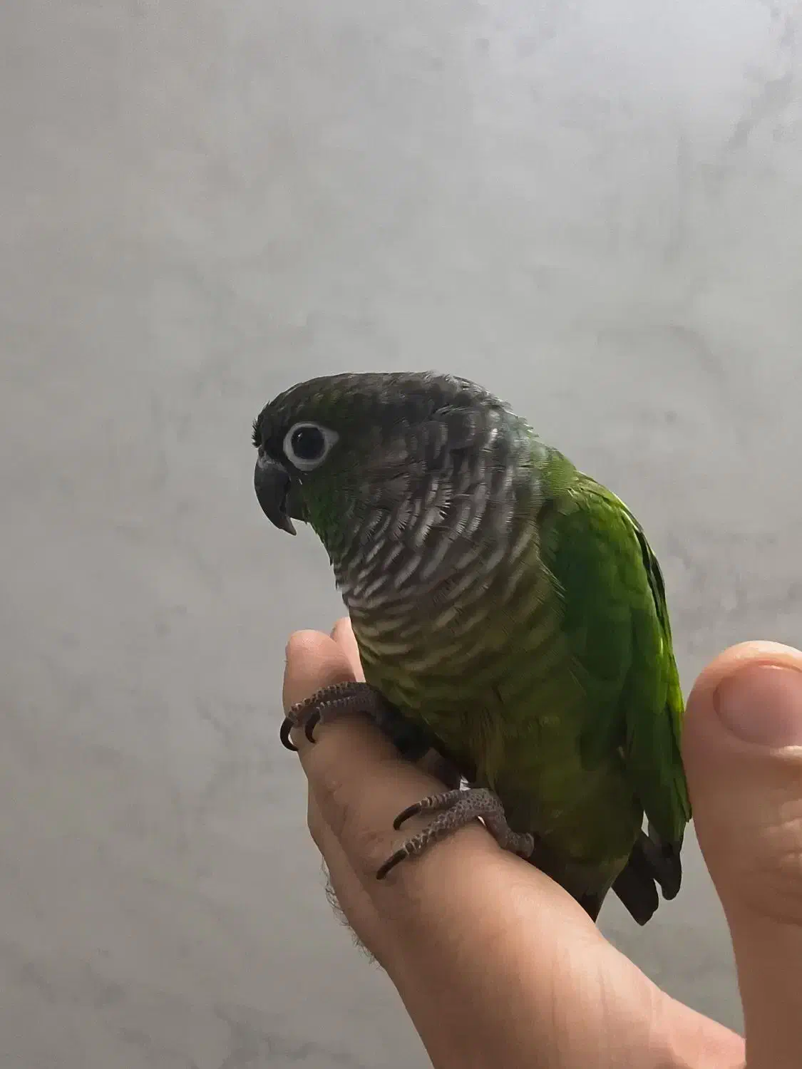 طوطی گرینچیک نر(فول دستی)|پرنده|تهران, بلورسازی|دیوار