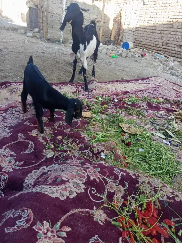 گوسفند|حیوانات مزرعه|ایرانشهر, |دیوار