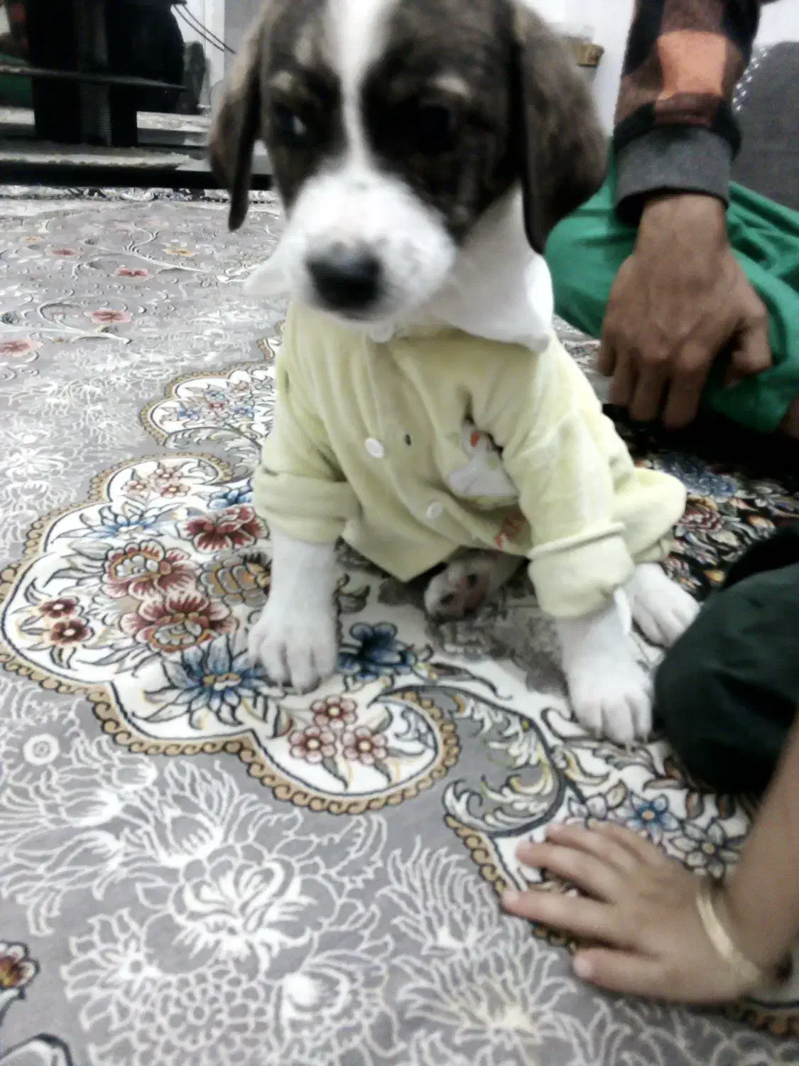 حیوان کالا نیست|سگ|سمنان, |دیوار