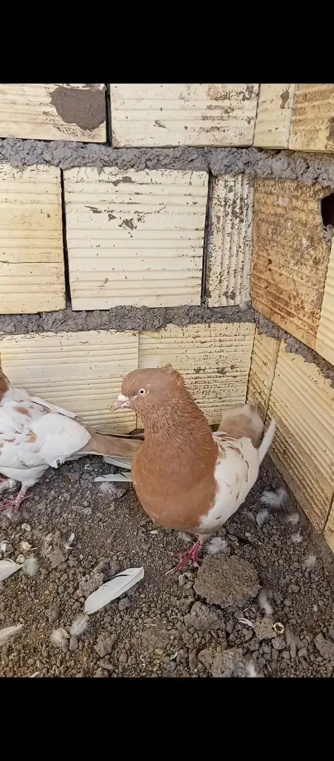 جفت سر زرد ضمانتی|پرنده|رفسنجان, |دیوار