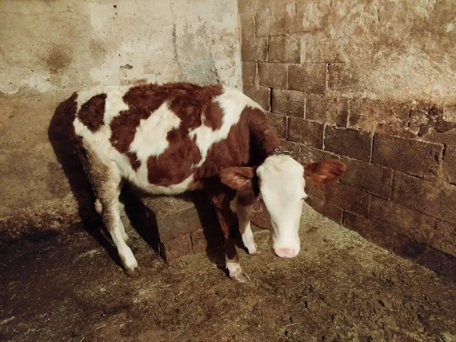 گوساله ماده|حیوانات مزرعه|کوهرنگ, |دیوار