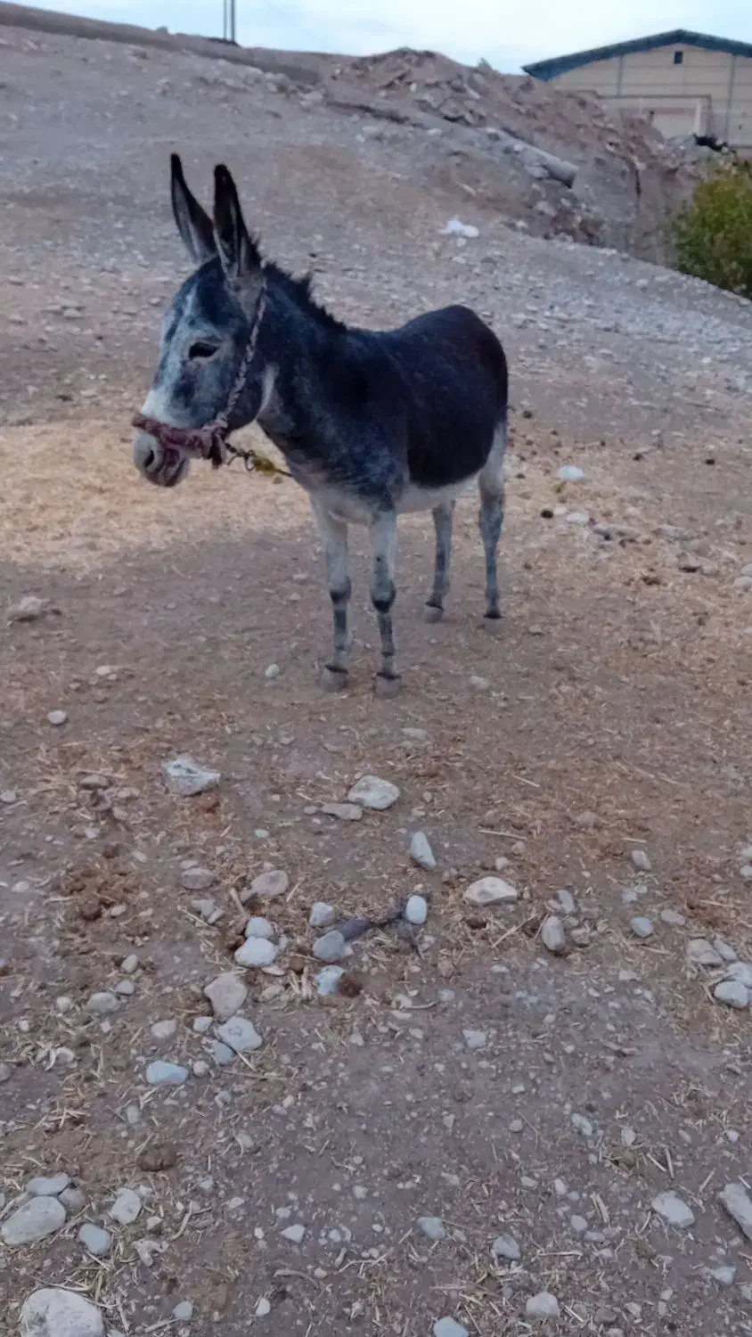 فروش الاغ نر|حیوانات مزرعه|هندمینی, |دیوار