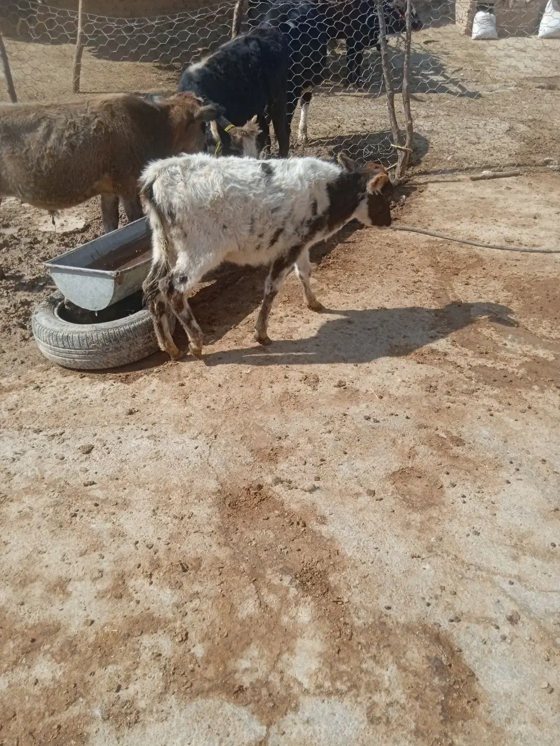 گوساله ماده|حیوانات مزرعه|کوهدشت, |دیوار