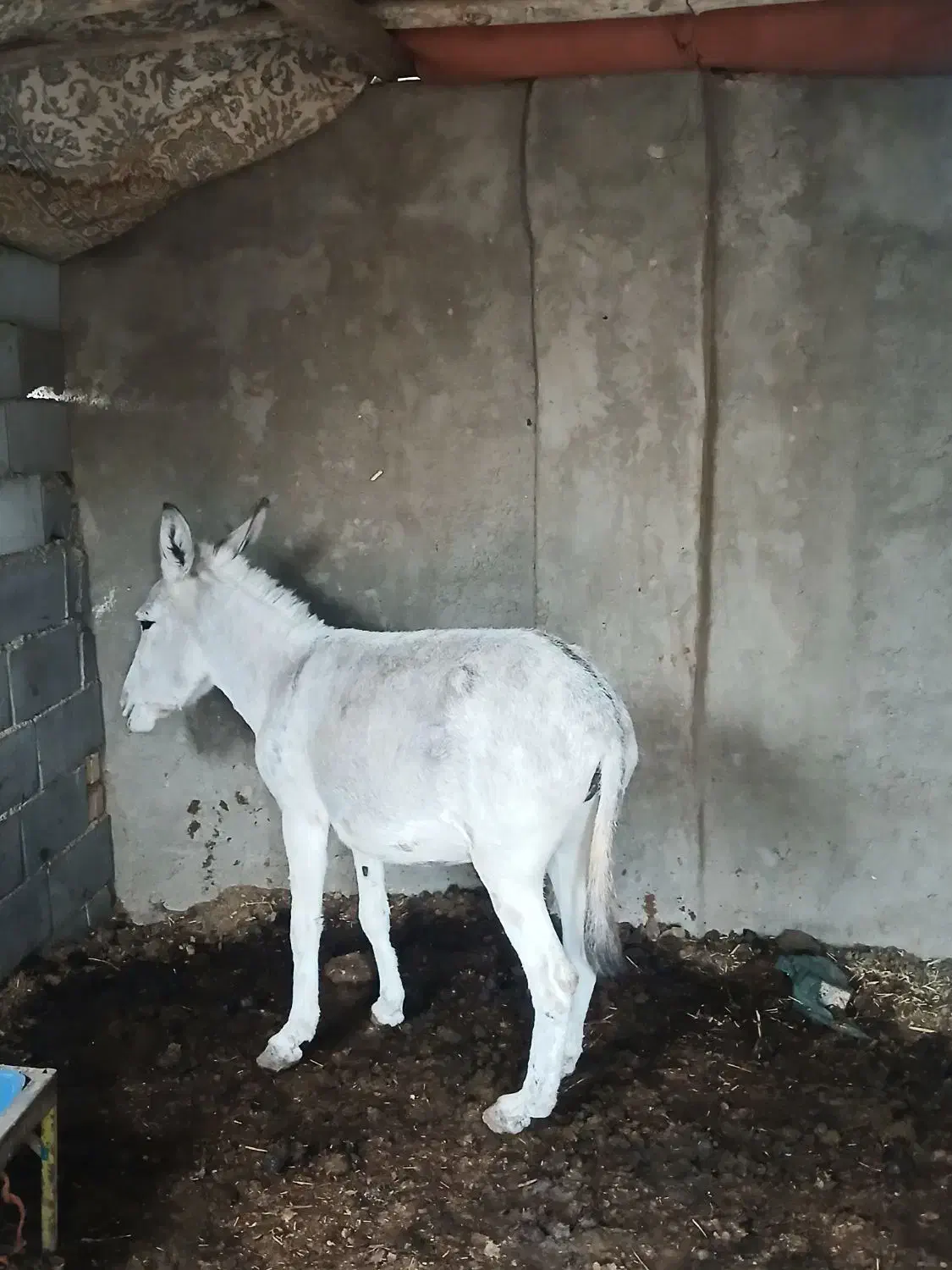 خرفروشی (دوعدد)سیزده ت.من مفت|حیوانات مزرعه|اصفهان, ارداجی|دیوار