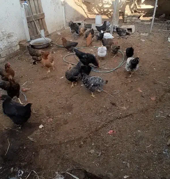 مرغ خروس رسمی تخمی|حیوانات مزرعه|ساوه, |دیوار