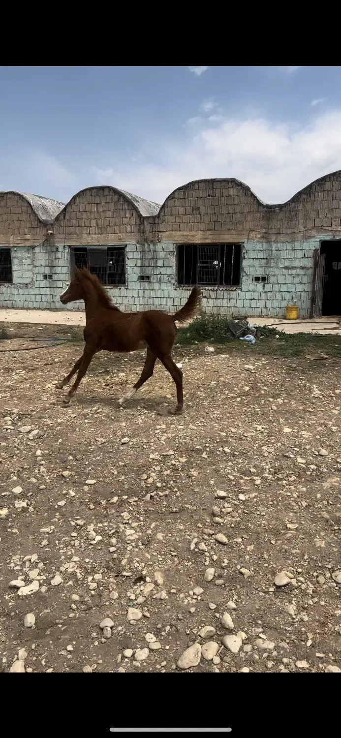 کره مادیون جنس دار درجه یک دنیای خون|اسب و تجهیزات اسبسواری|شیراز, قلات|دیوار