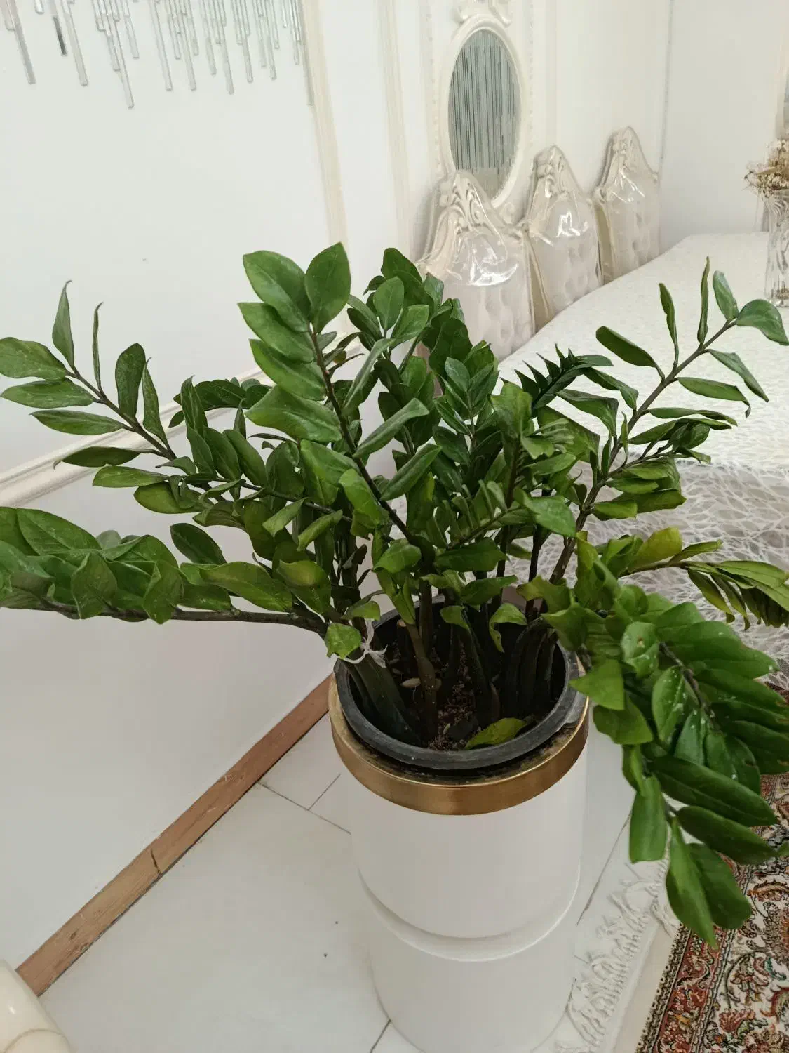 گل زامفولیا|گل و گیاه طبیعی|تهران, افسریه شمالی|دیوار