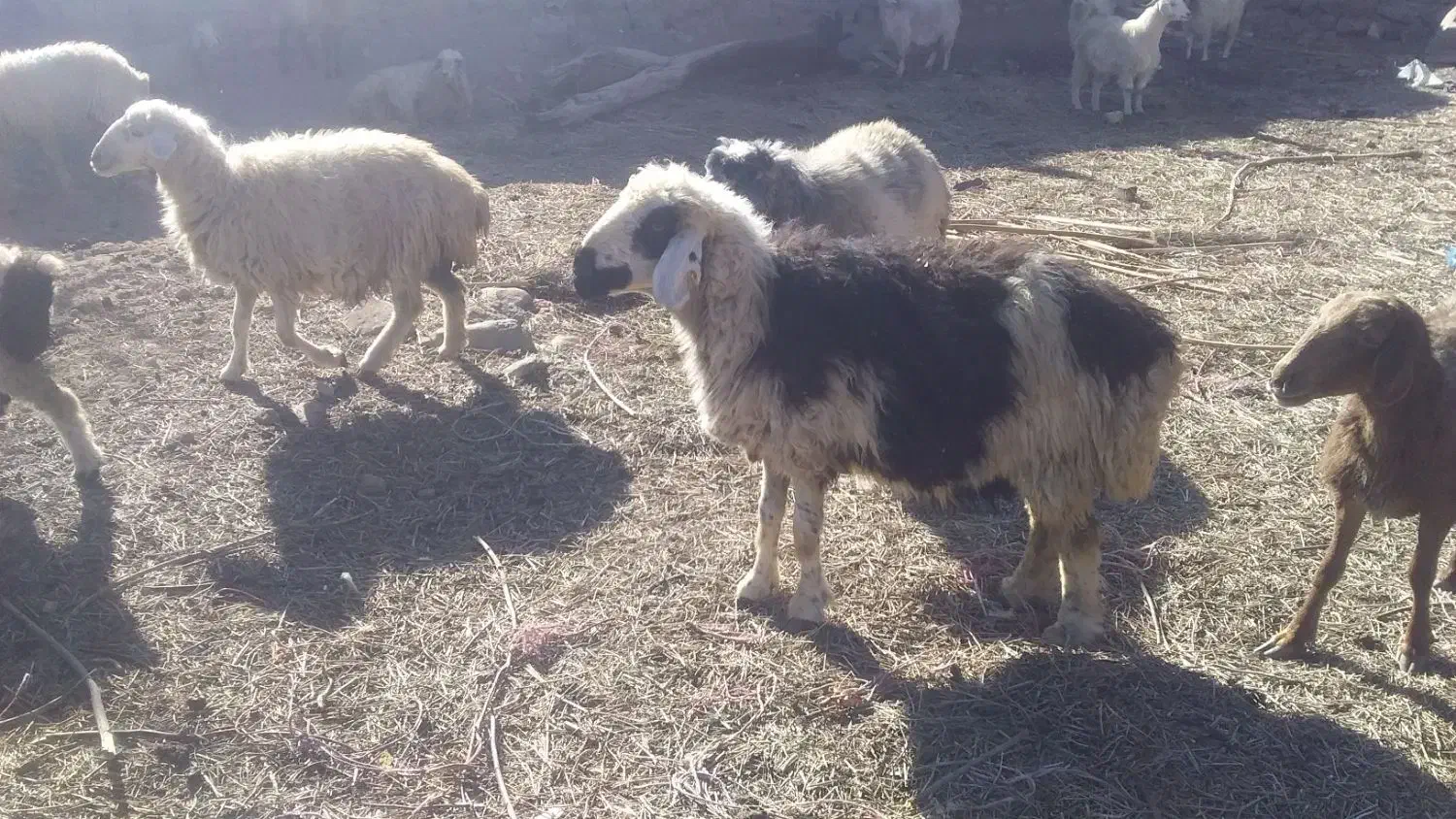 میش چاق یا کاور|حیوانات مزرعه|لاله زار, |دیوار