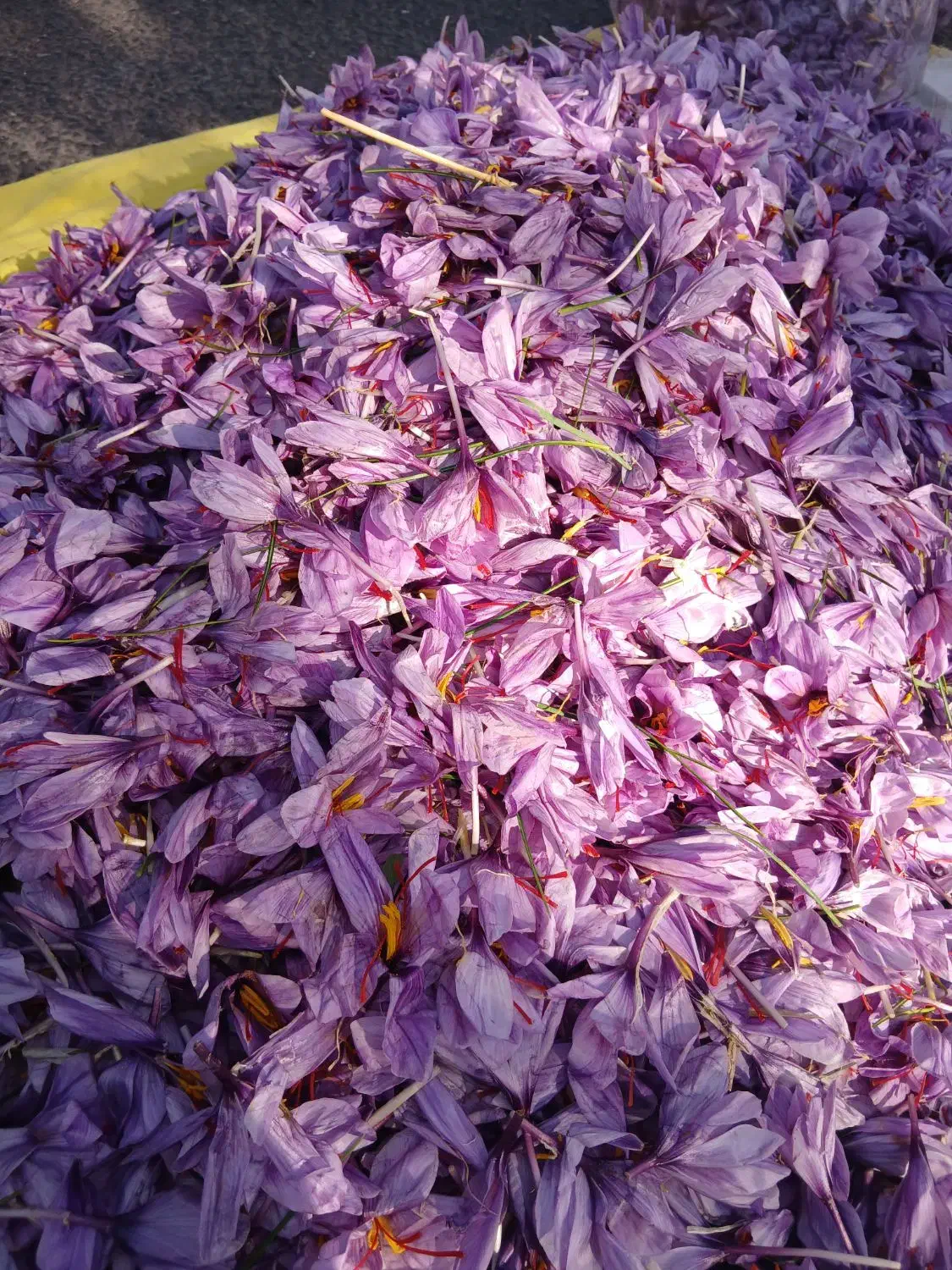 زعفران تازه عیار بالا|خوردنی و آشامیدنی|سبزوار, فیاض|دیوار