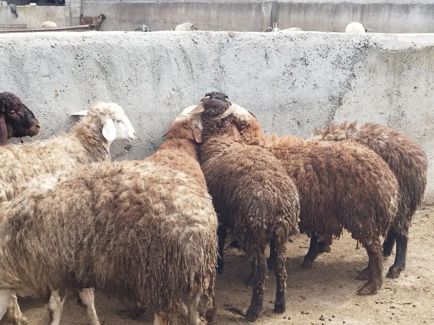 بره نر|حیوانات مزرعه|زرگرشهر, |دیوار