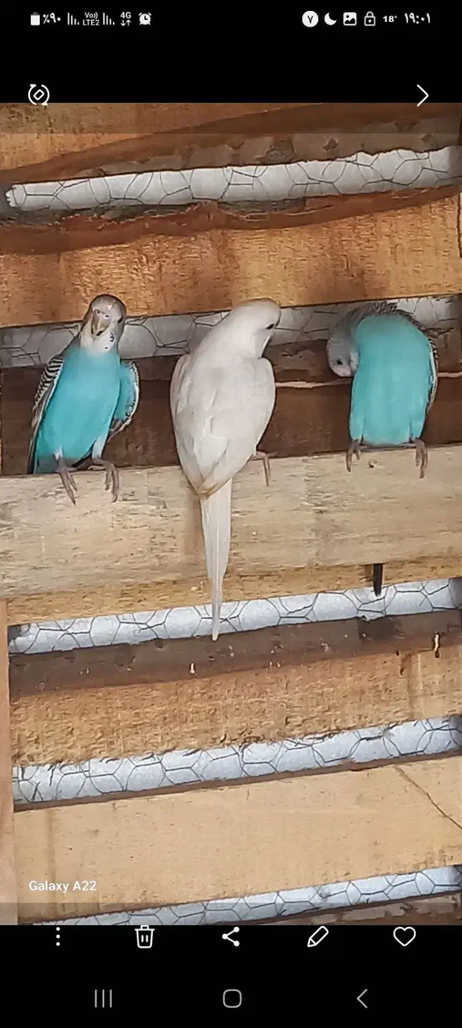 فروش مرغ عشق|پرنده|آسمینون, |دیوار