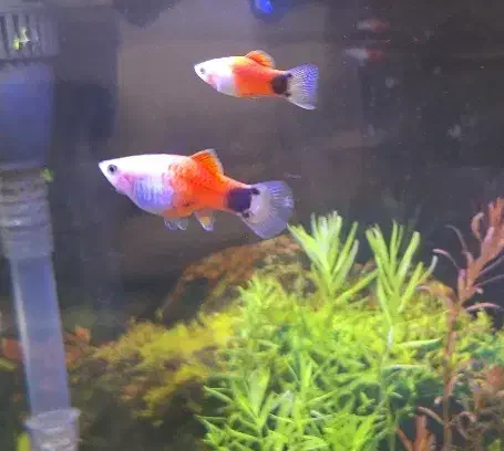 ماهی پلاتی میکی موس|ماهی|ملایر, |دیوار