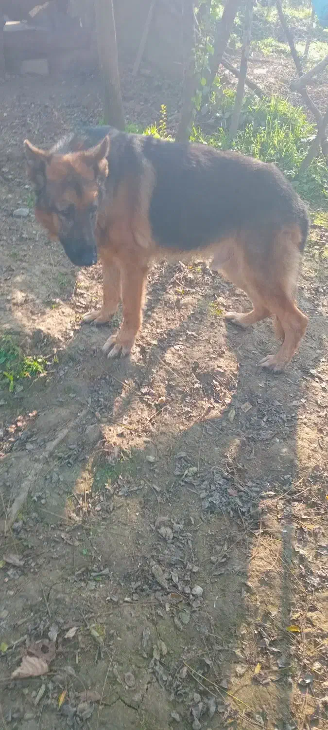 سگ ژرمن سپرد|سگ|لاهیجان, آهندان|دیوار