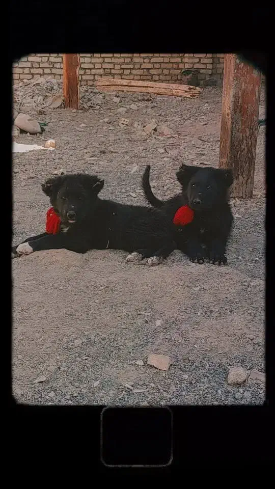 واگذاری سک قهدریجانی فی جفت۵|سگ|لنجان, |دیوار