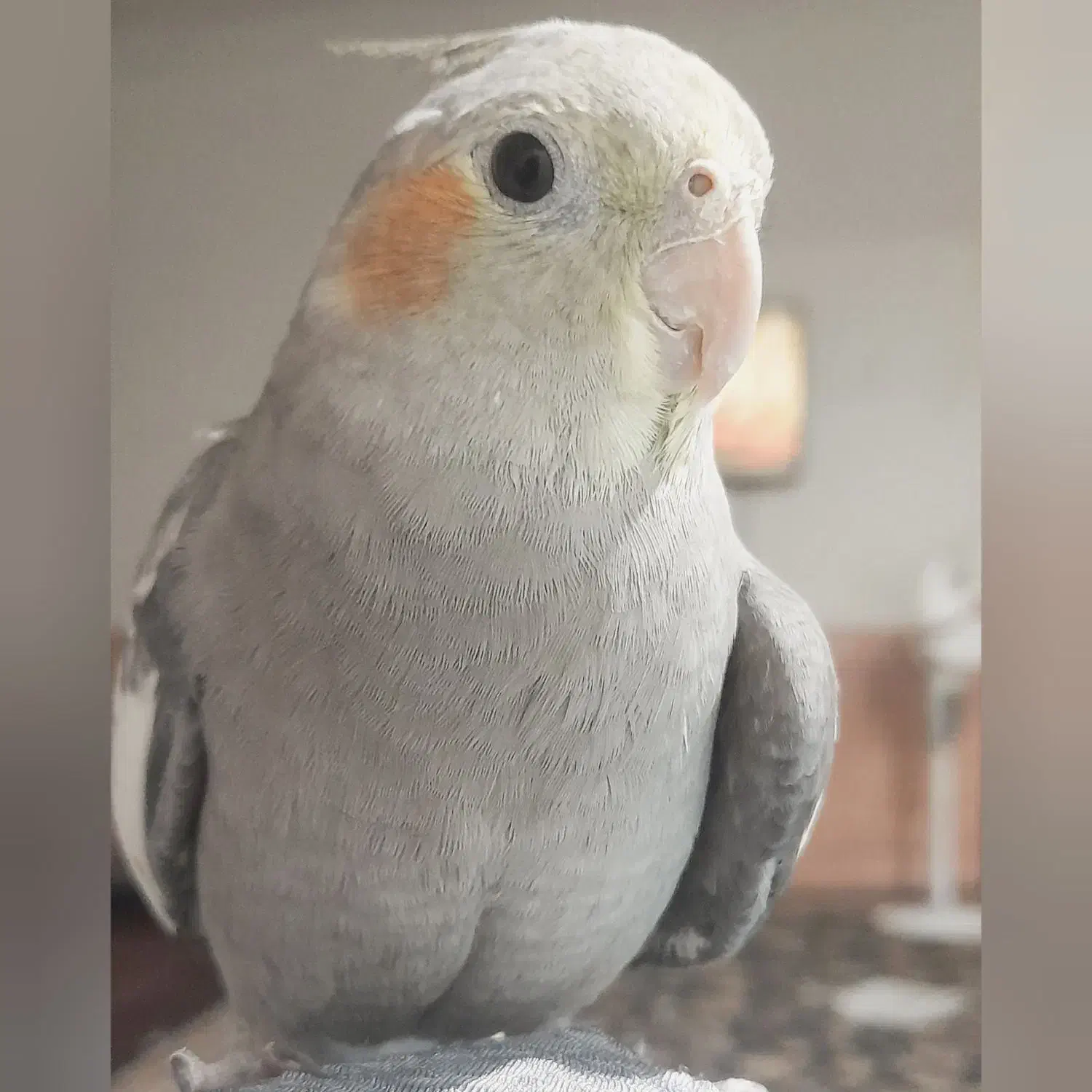 گمشده عروس هلندی|حیوانات|خواف, |دیوار