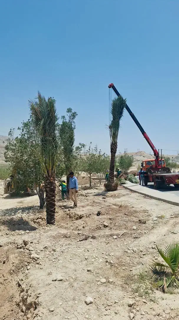ایجاد فضای سبز زیبا با درخت نخل|خدمات باغبانی و درختکاری|گرگان, |دیوار