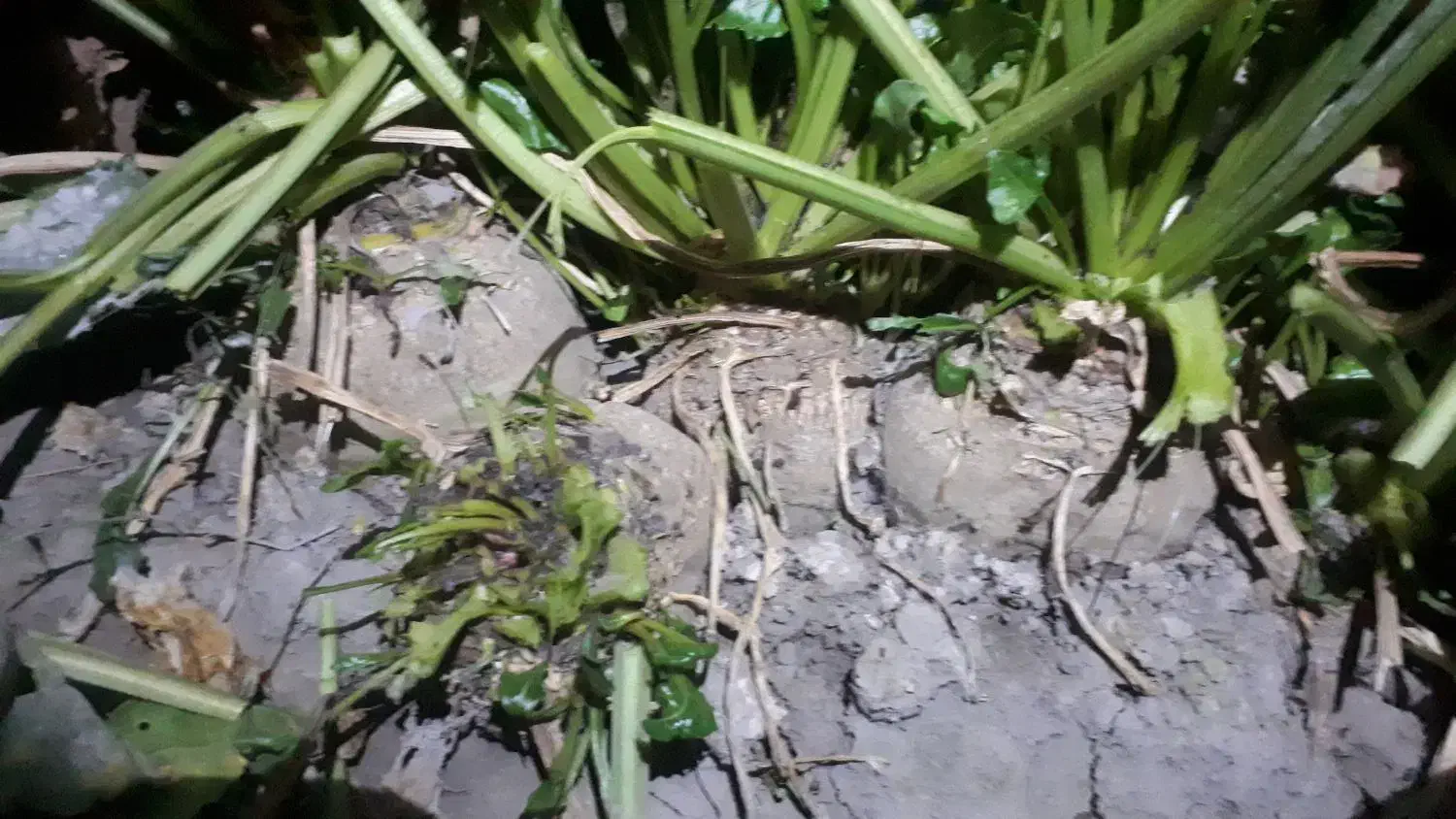 چغندر قند|خوردنی و آشامیدنی|سیلاخور, |دیوار