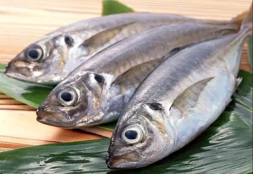 پوستگیر ماهی|استخدام صنعتی، فنی، مهندسی|کنارک, |دیوار