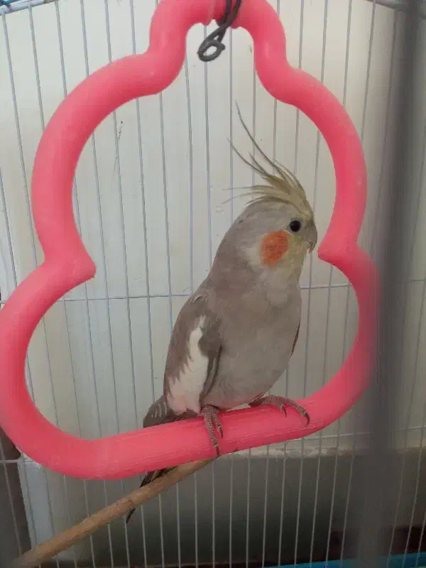 عروس هلندی ماده|پرنده|شهرضا, |دیوار