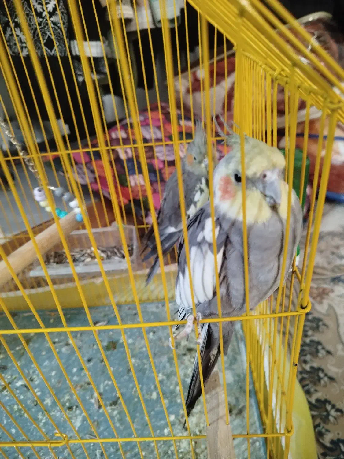 عروس هلندی|پرنده|قائن, |دیوار