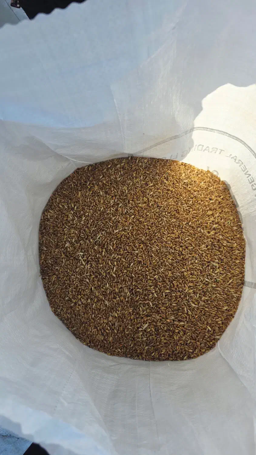 فروش عمده گندم استار بی نظیر|عمده‌فروشی|رامشیر, |دیوار