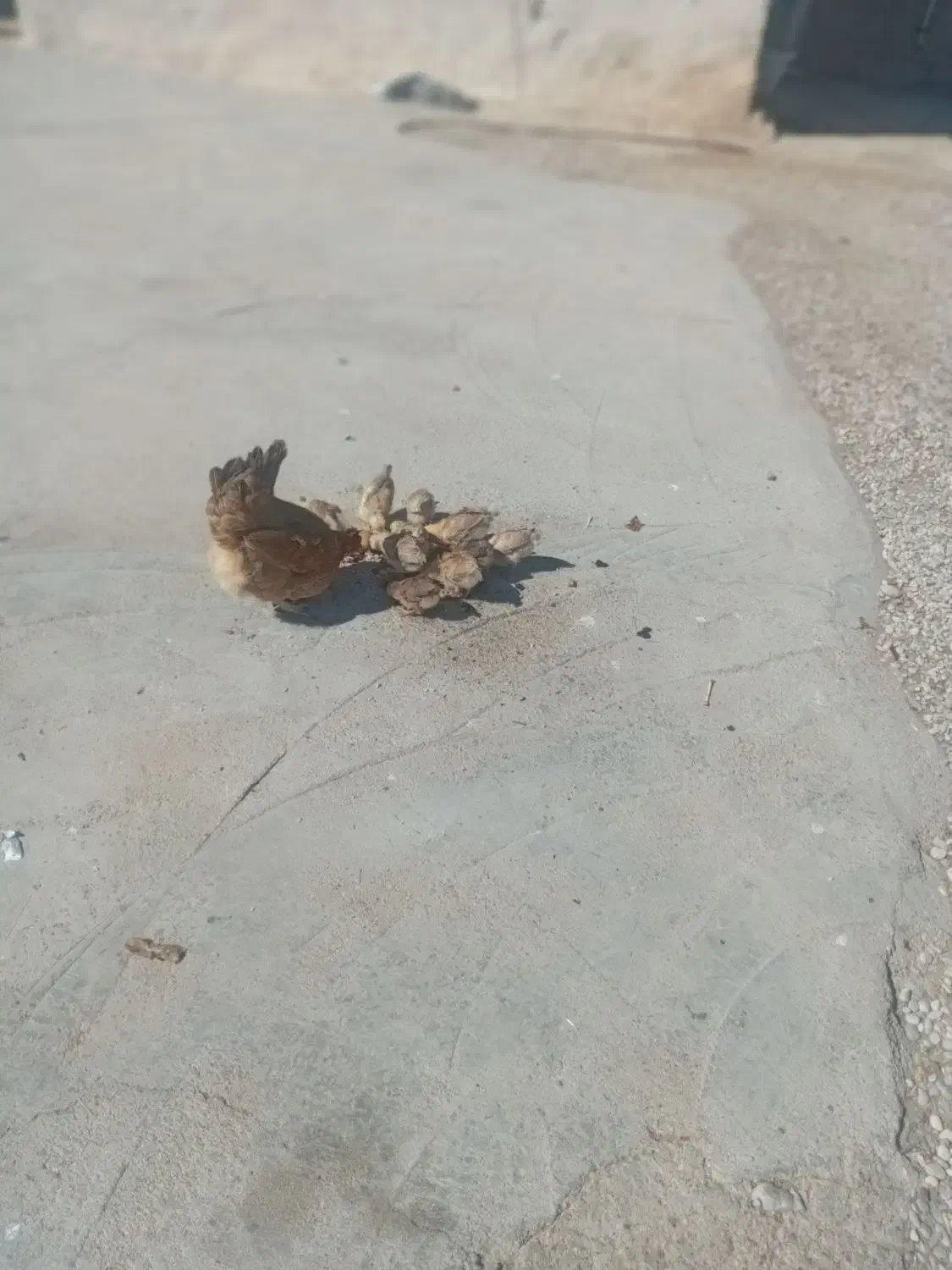 مرغ و جوجه|حیوانات مزرعه|گتوند, |دیوار