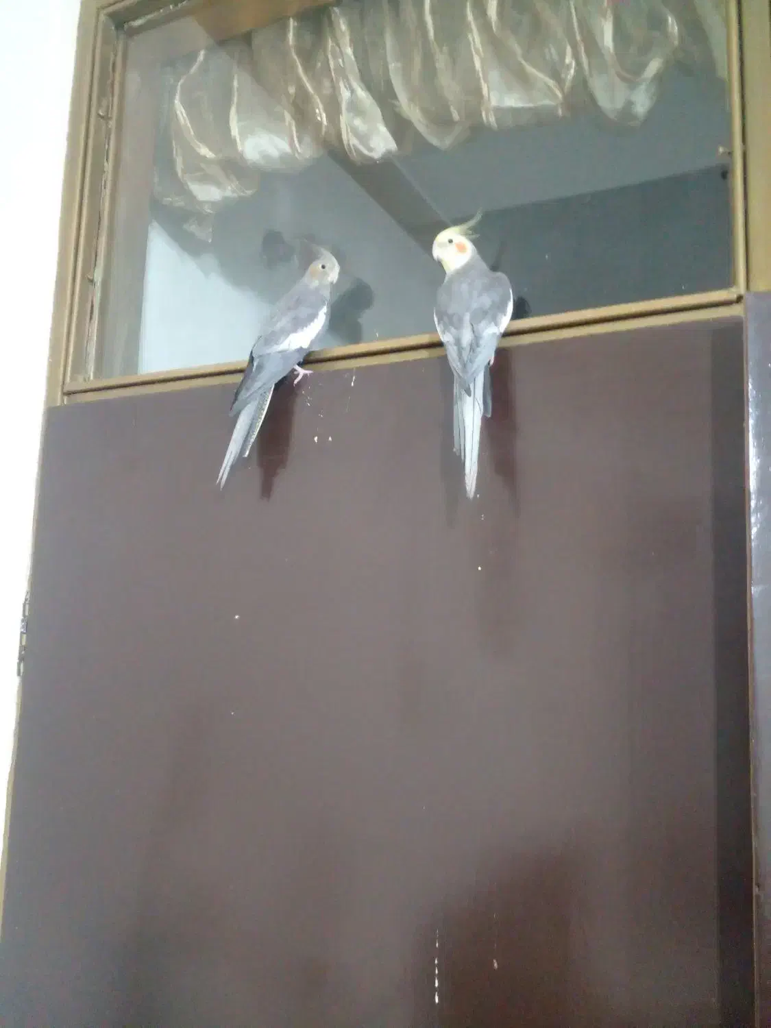 عروس‌هلندی|پرنده|سنقر, |دیوار