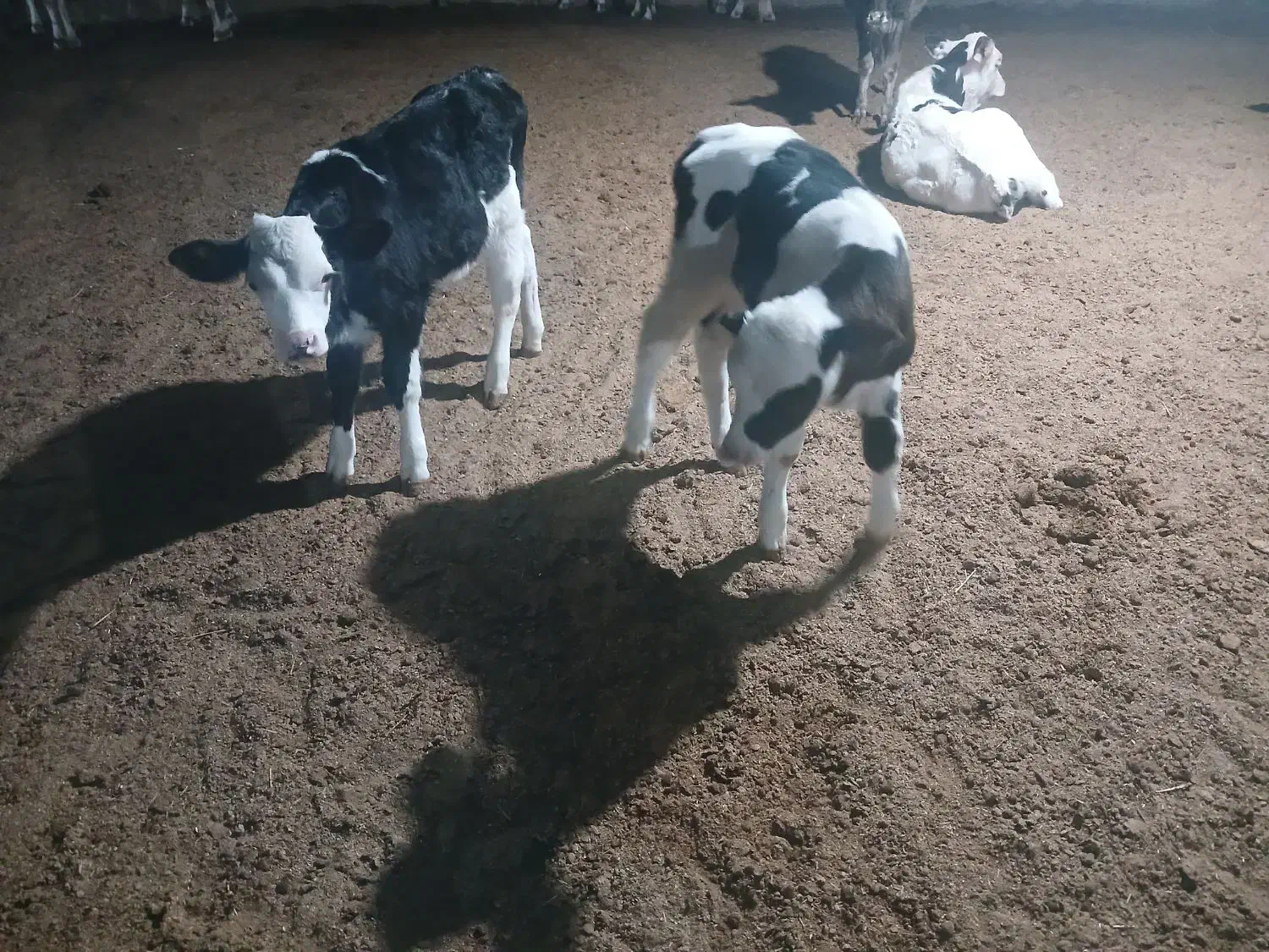 ۳راس گاو آبستن ۸ماهه و۲راس گوساله شیری|حیوانات مزرعه|جره و بالاده, |دیوار