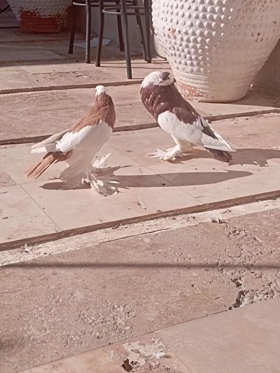 کفتر بادکنکی|پرنده|شهرضا, |دیوار