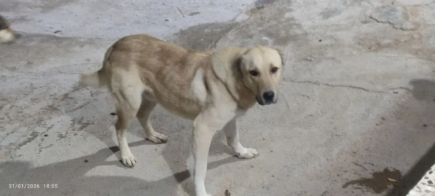 سگ گله|سگ|گرمخان, |دیوار