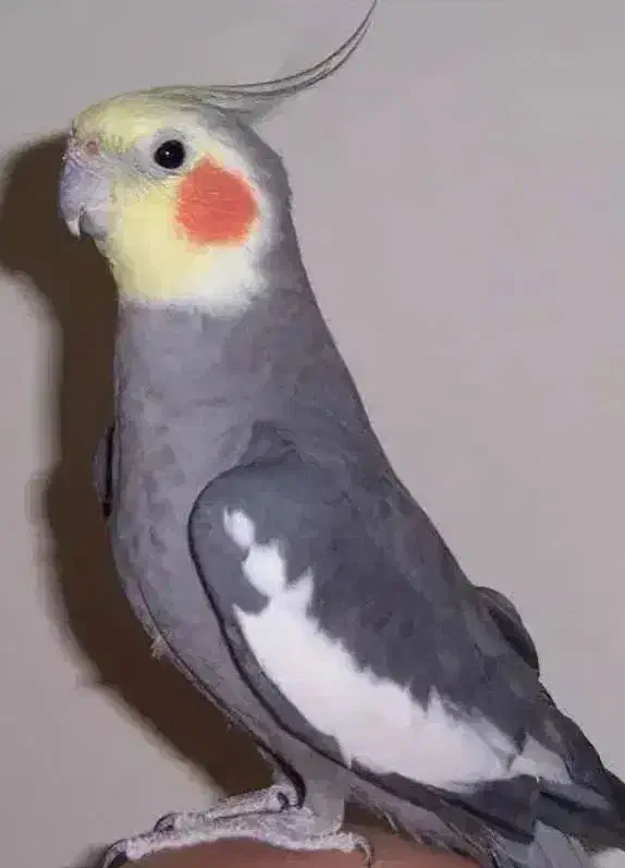 عروس هلندی|پرنده|قیدار, |دیوار