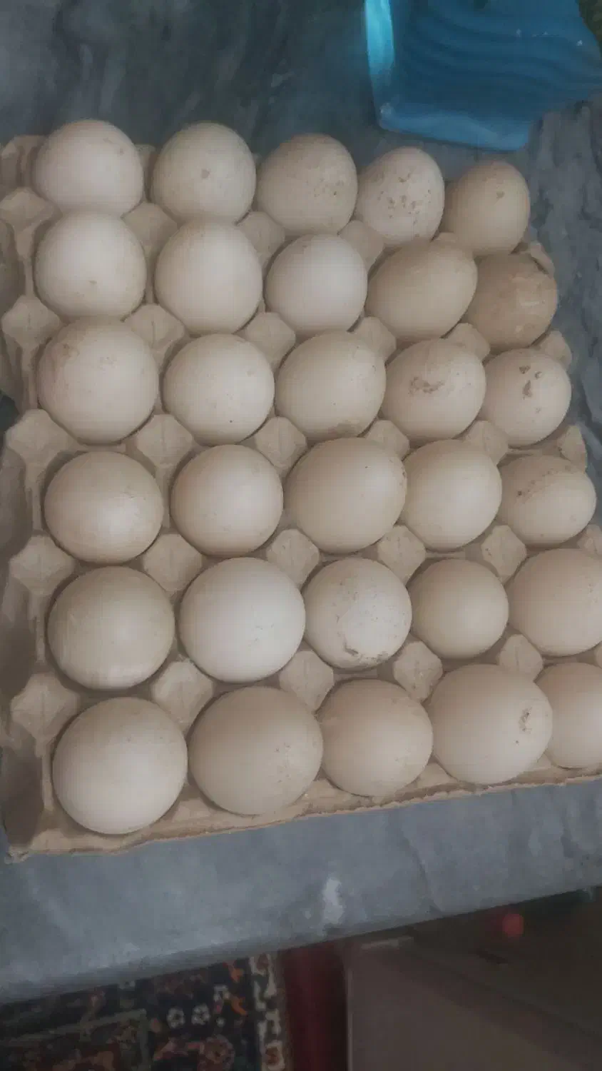 فروش تخم نطفه دار اردک روسی و محلی|حیوانات مزرعه|سرخرود, |دیوار