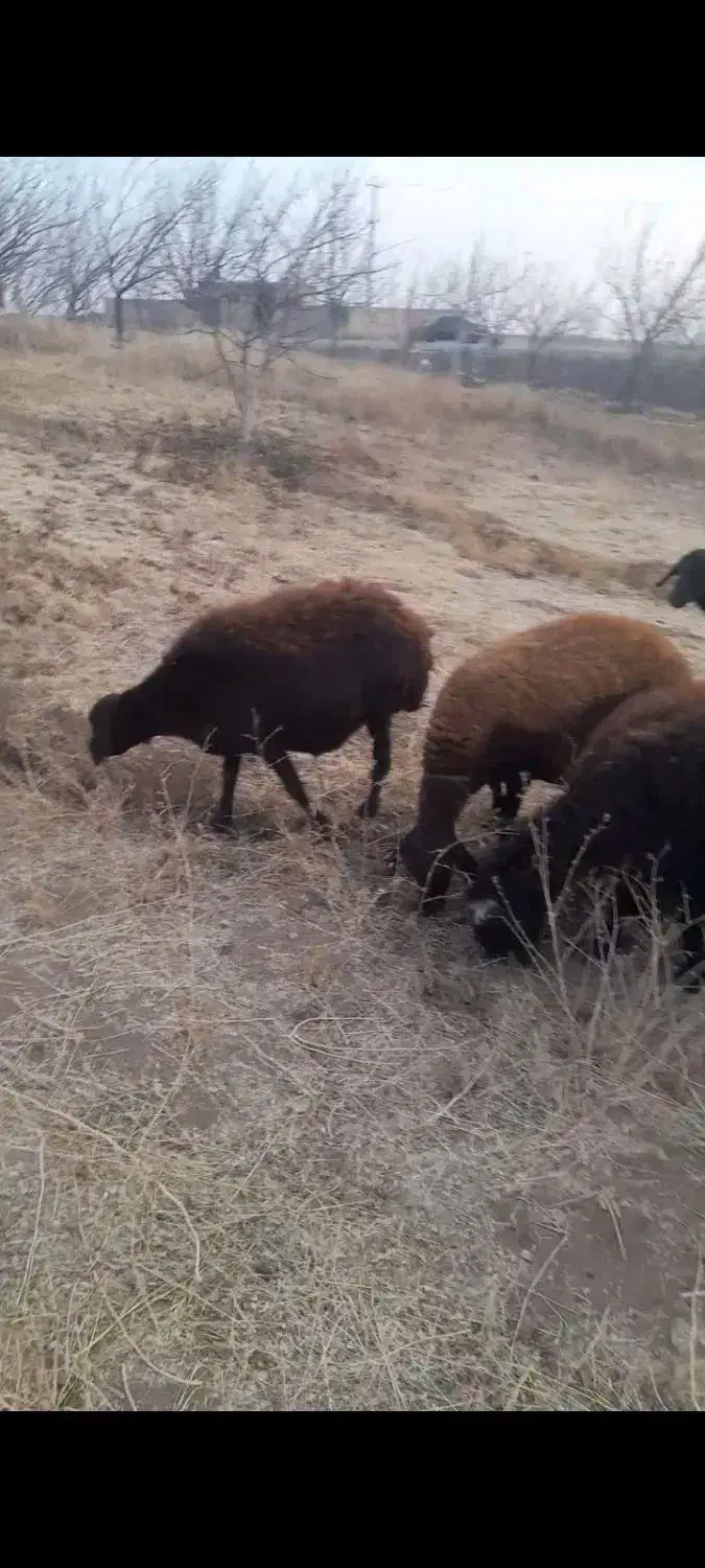 گوسفند|حیوانات مزرعه|ایجرود, |دیوار