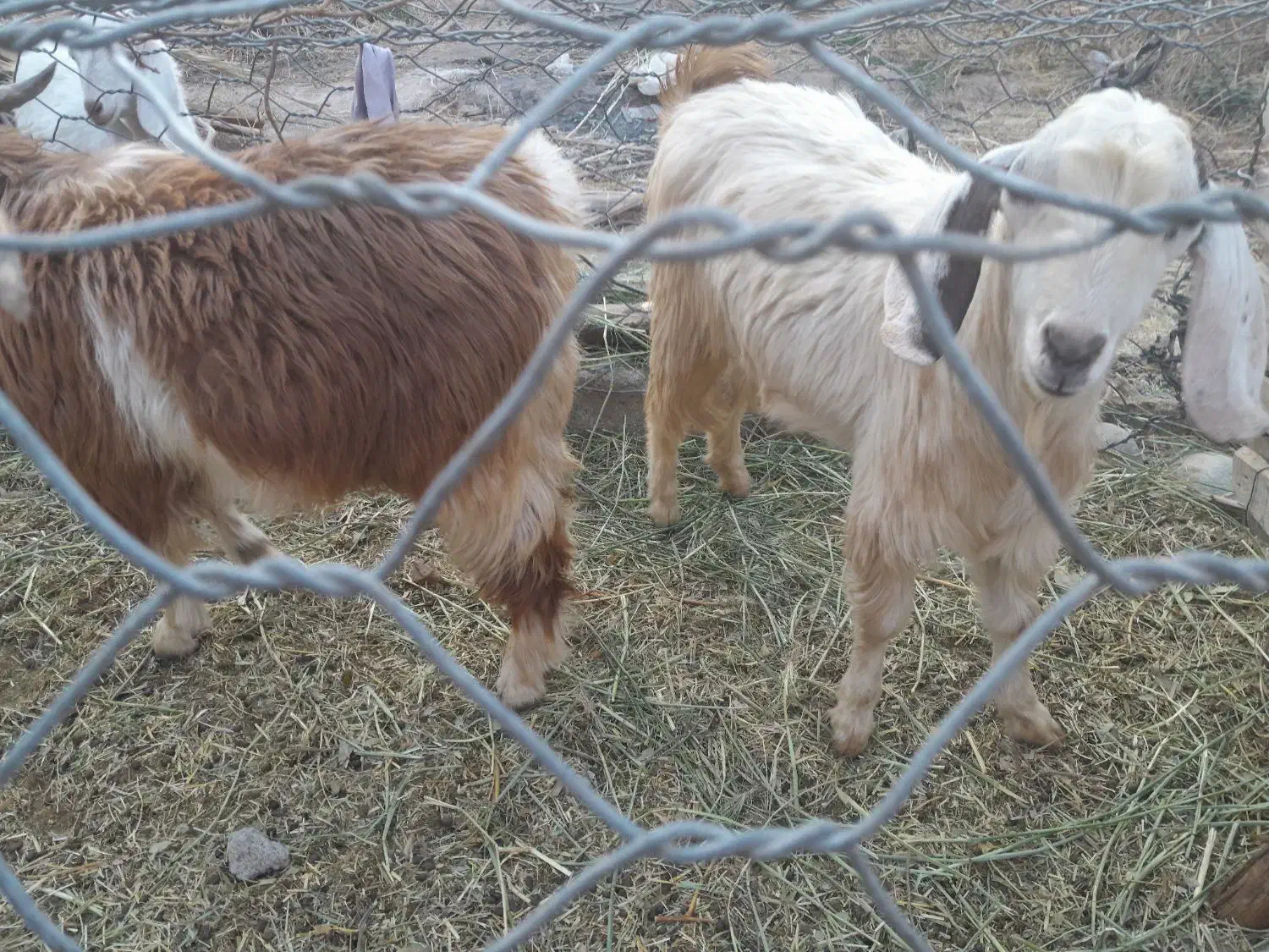 فروش ۳گوسفند دوتا چپش یه گیسه|حیوانات مزرعه|جیرفت, |دیوار