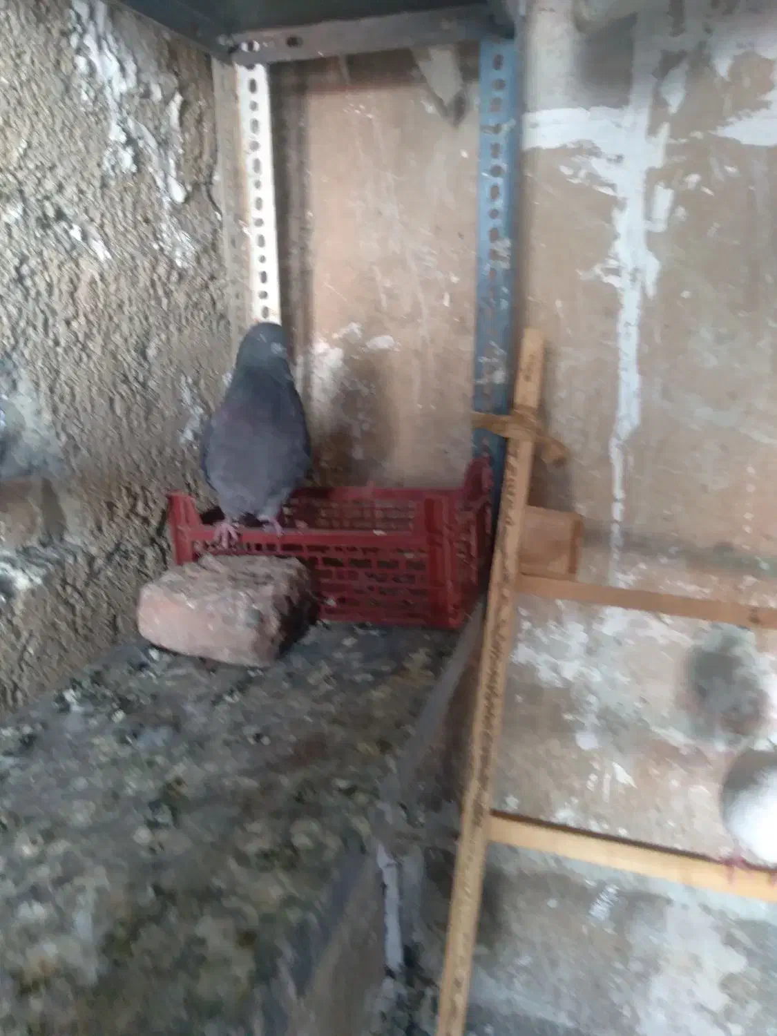 کبوتر|پرنده|اندیشه, شهرک المهدی|دیوار