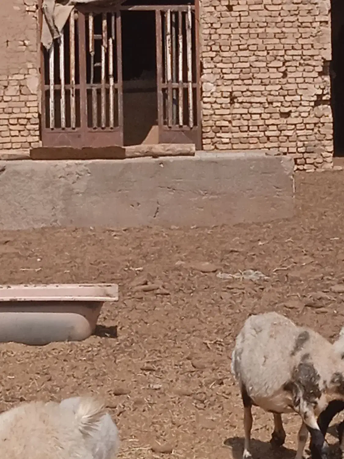 فروش کود گوسفندی|لوازم جانبی حیوانات|میبد, |دیوار