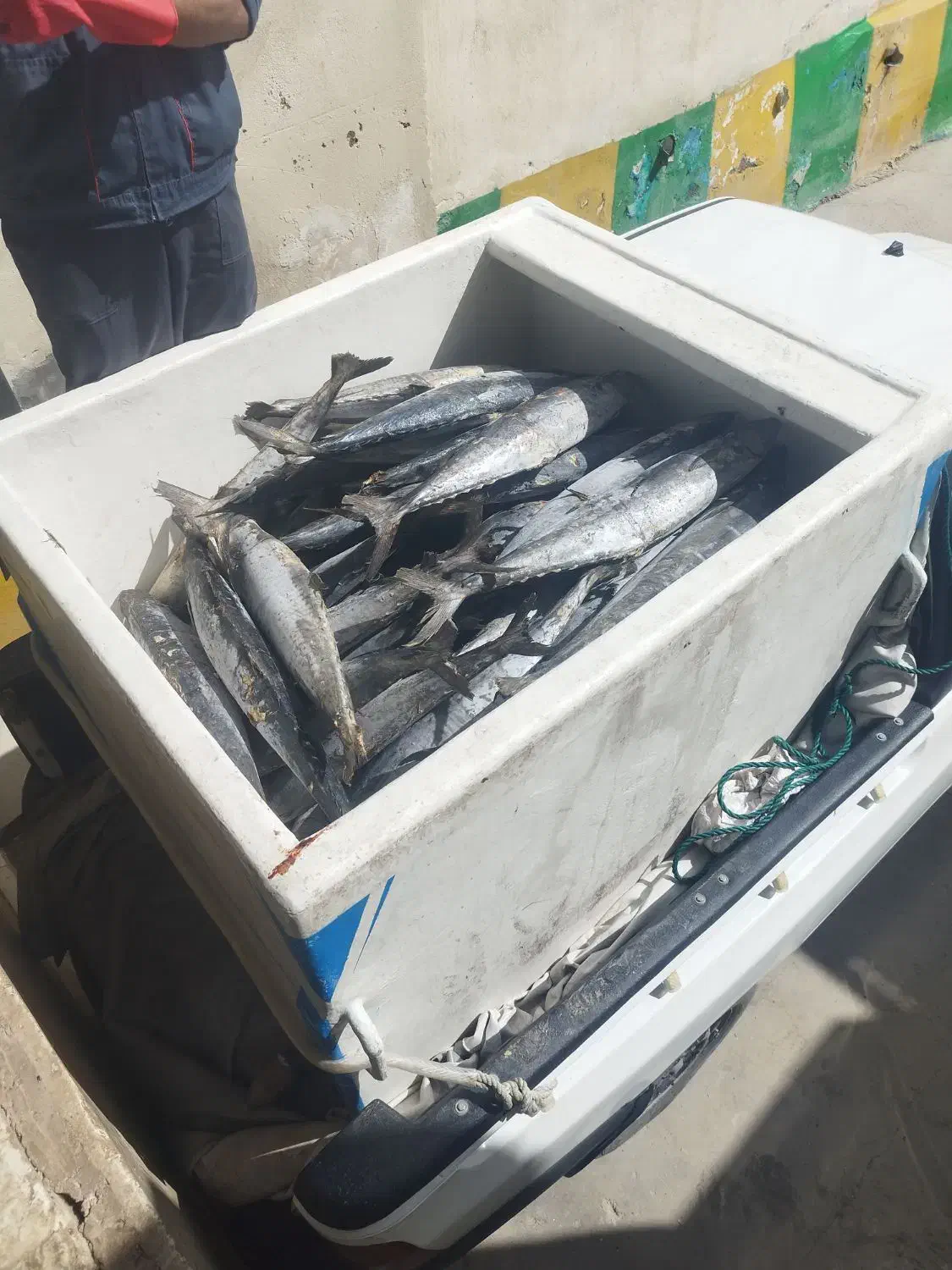 حمل نقل بار ماهی تازه از مبدا چابهار به سراسرکشور|خدمات حمل و نقل|چابهار, |دیوار