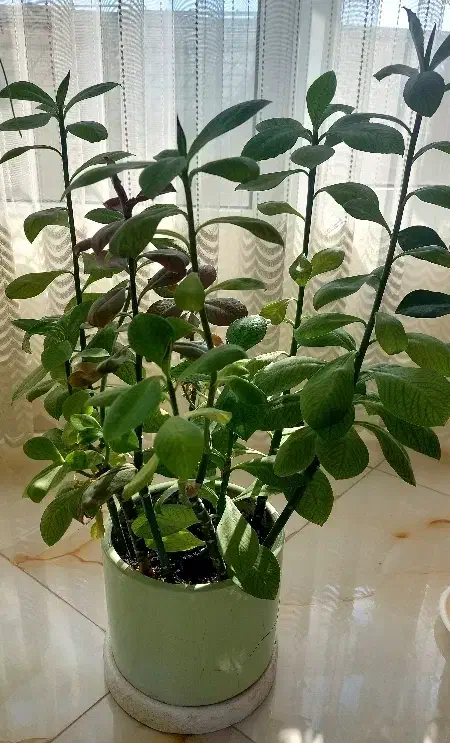 گل طبیعی|گل و گیاه طبیعی|بیرجند, |دیوار