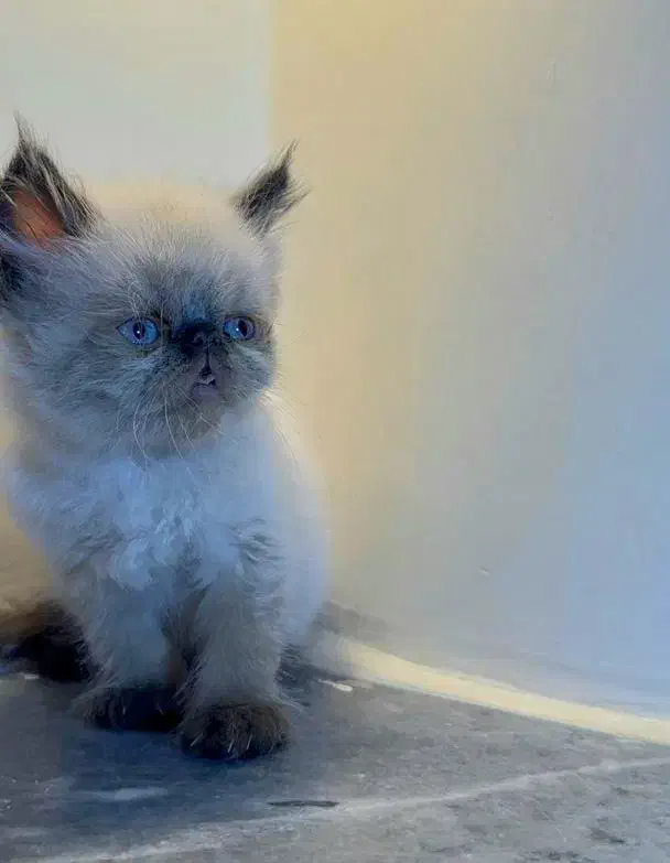 پرشین بلو پوینت میکس سیامی|گربه|بندر کنگان, |دیوار