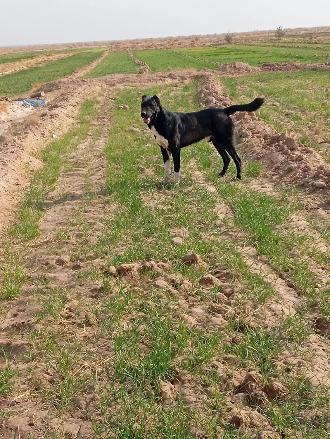 سگ گله واگزار میشود|سگ|قائن, |دیوار