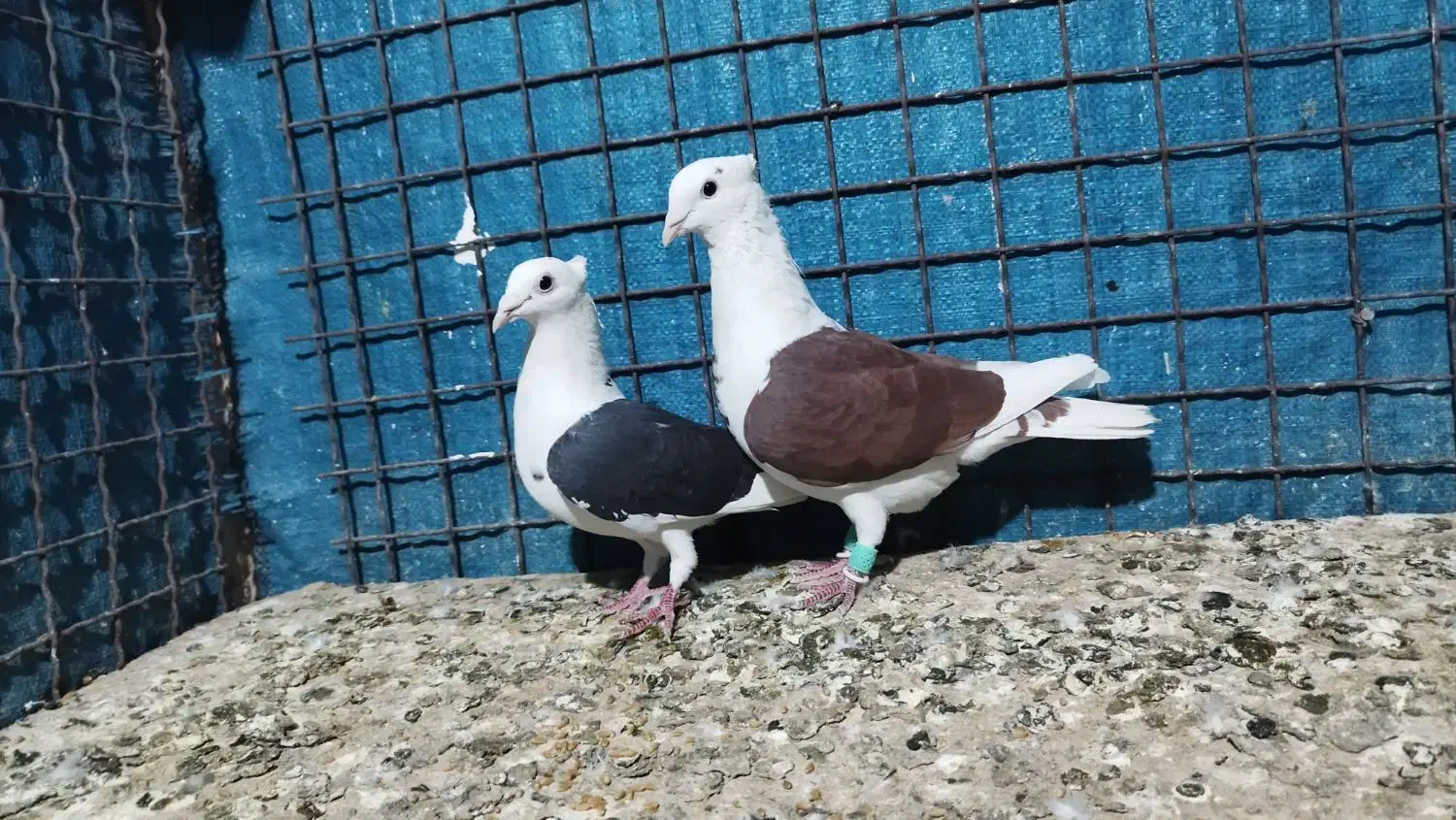 10 عدد ابلق موقعیت خوزستان|پرنده|مشهد, امیریه|دیوار