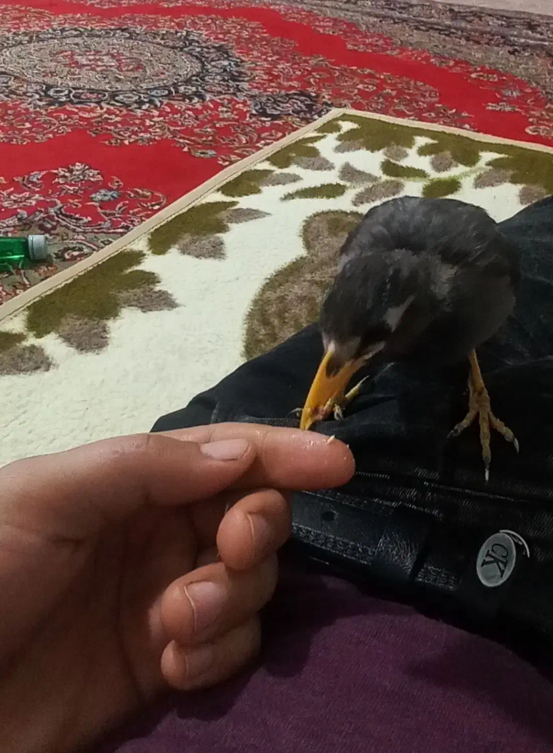 مینا|پرنده|سرخس, |دیوار