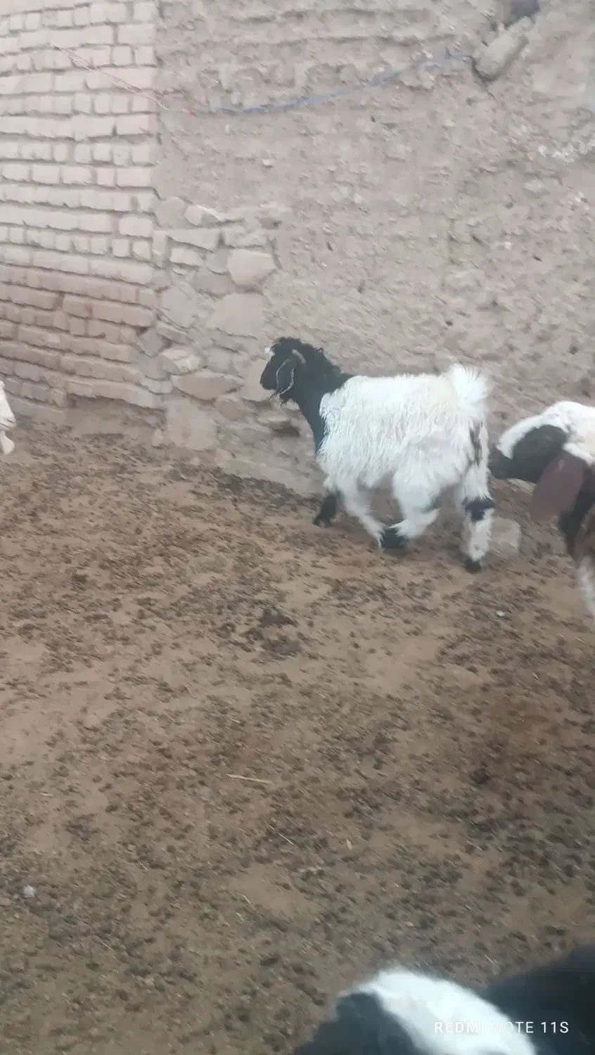 بزغاله ماده|حیوانات مزرعه|درمیان, |دیوار