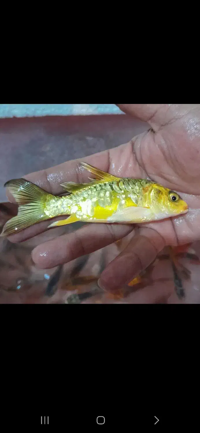 انواع ماهی کوی همه رنگ|ماهی|آمل, |دیوار