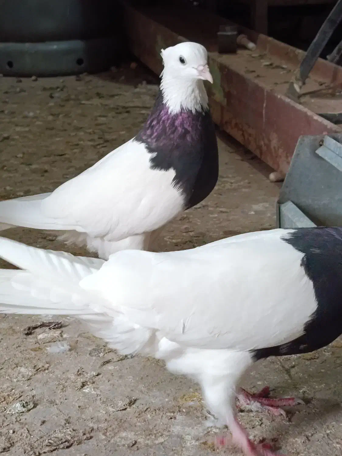 پرنده|پرنده|سوسنگرد, |دیوار