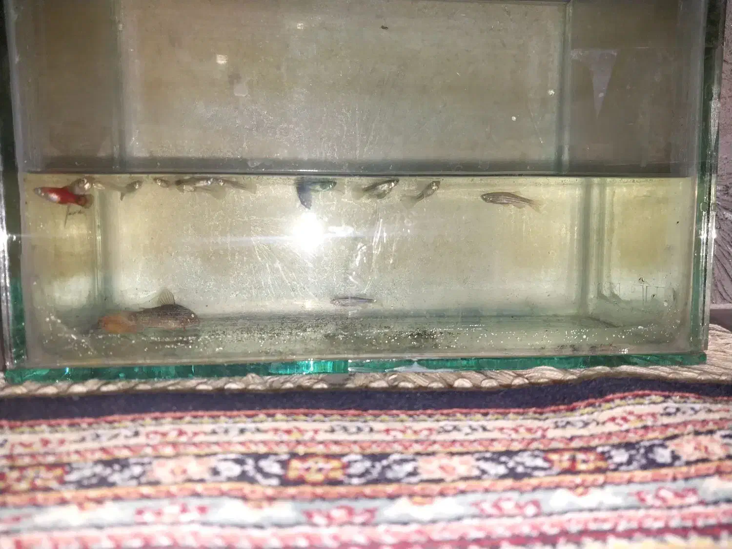 آکواریوم به همراه ماهی|ماهی|اردبیل, |دیوار