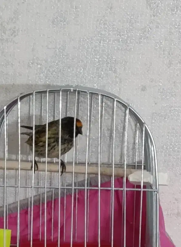 گلبسر نر|پرنده|شاهینشهر, مسکن مهر|دیوار