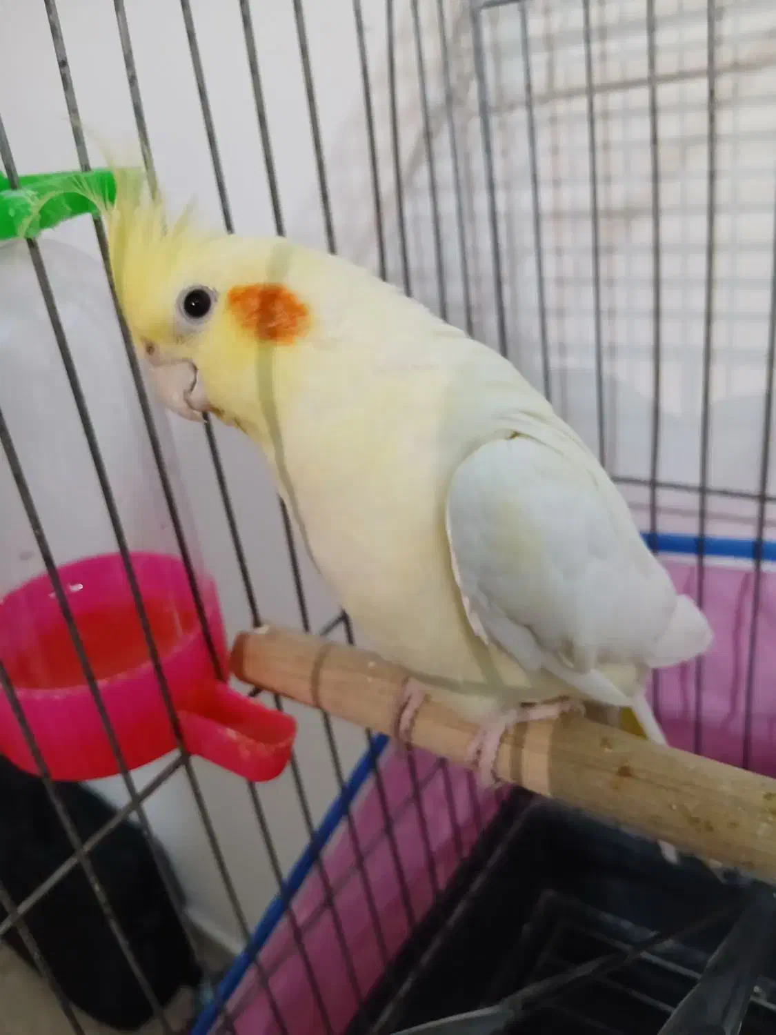 عروس هلندی مولد|پرنده|اندیشه, اندیشه فاز ۲|دیوار