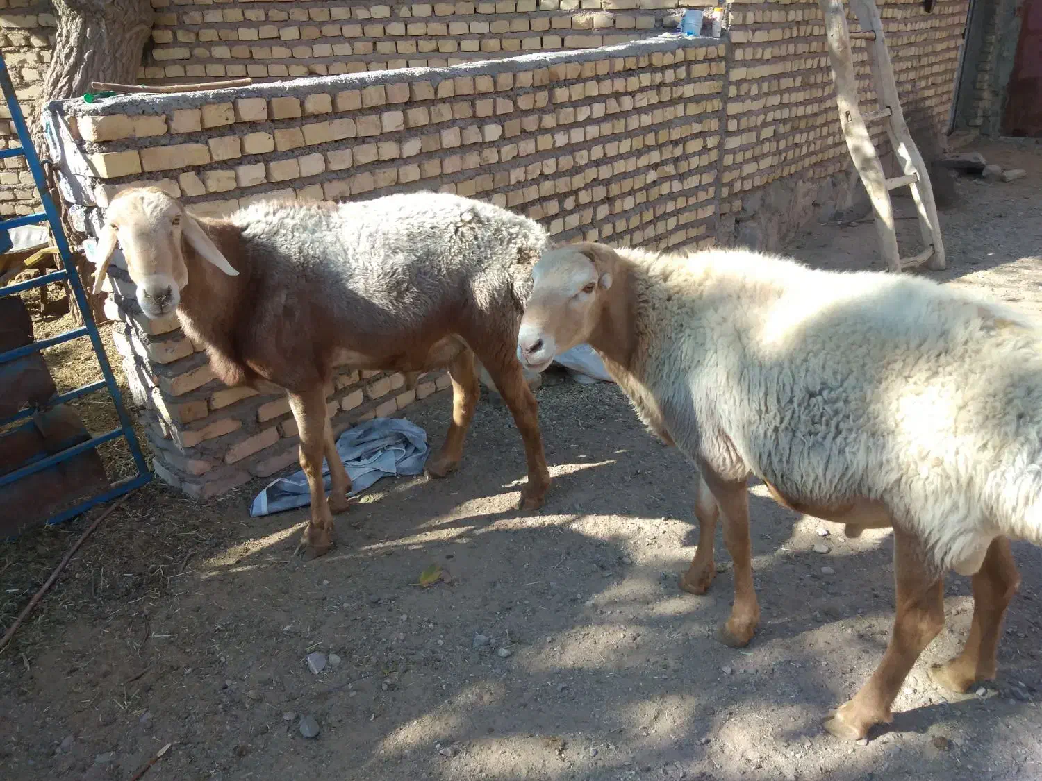 فروش دوراس قوچ چینی به زمانت پرش|حیوانات مزرعه|کوهسرخ, |دیوار