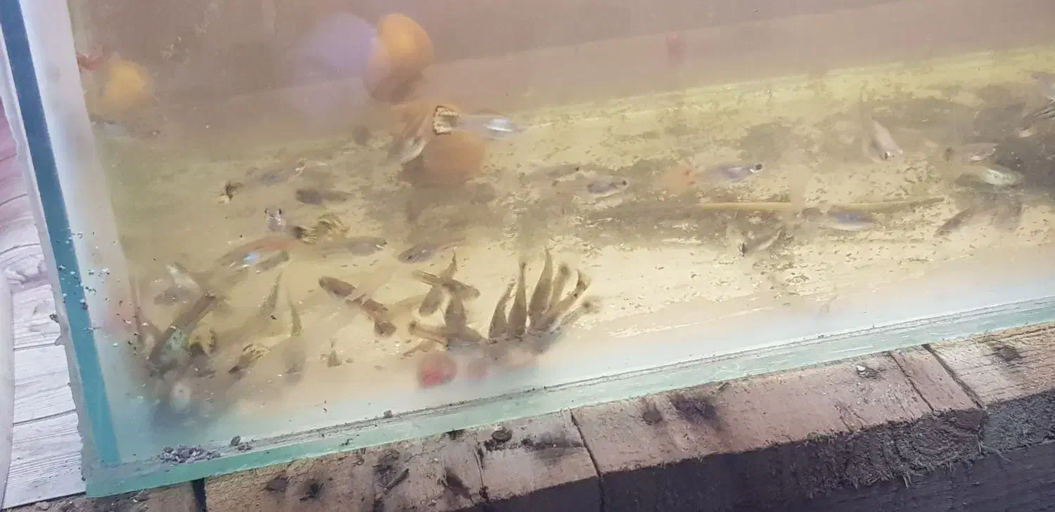 ماهی آکواریومی گوپی|ماهی|اهواز, کمپلو شمالی|دیوار